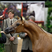 2011 Arabian Breeders World Cup | Kidder