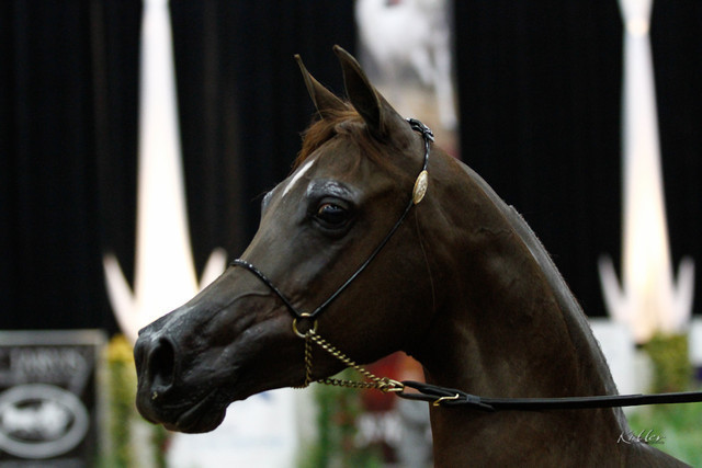 2011 Arabian Breeders World Cup | Kidder