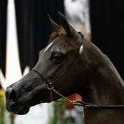 2011 Arabian Breeders World Cup | Kidder