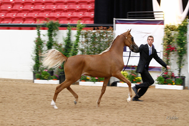 2011 Arabian Breeders World Cup | Kidder