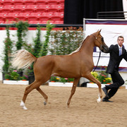 2011 Arabian Breeders World Cup | Kidder