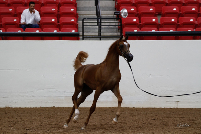 2011 Arabian Breeders World Cup | Kidder