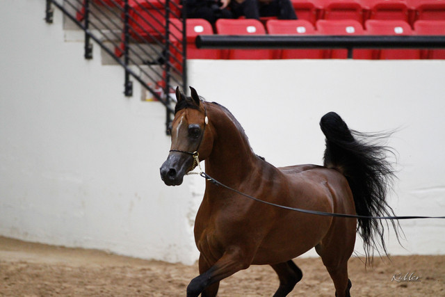 2011 Arabian Breeders World Cup | Kidder