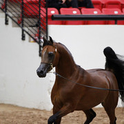 2011 Arabian Breeders World Cup | Kidder
