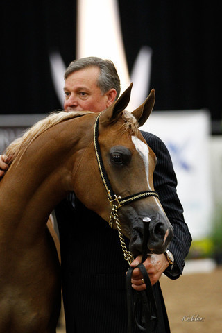2011 Arabian Breeders World Cup | Kidder