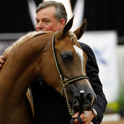 2011 Arabian Breeders World Cup | Kidder