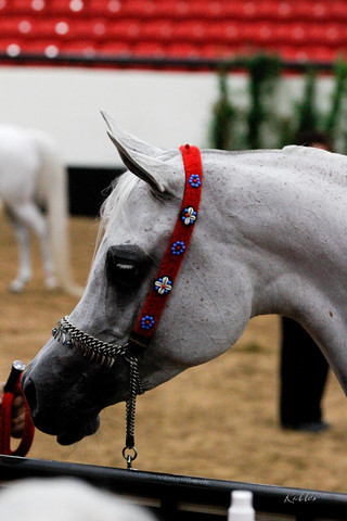 2011 Arabian Breeders World Cup | Kidder