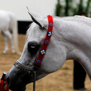 2011 Arabian Breeders World Cup | Kidder
