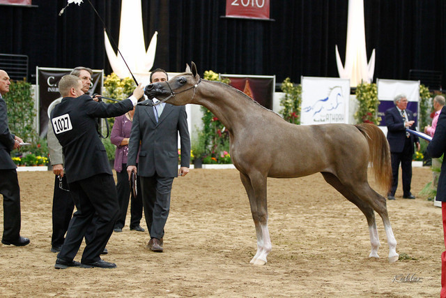 2011 Arabian Breeders World Cup | Kidder