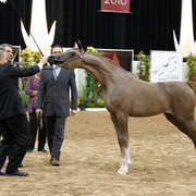 2011 Arabian Breeders World Cup | Kidder