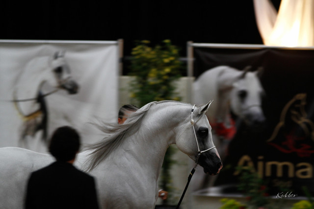 2011 Arabian Breeders World Cup | Kidder