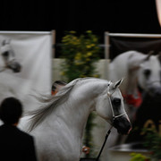 2011 Arabian Breeders World Cup | Kidder