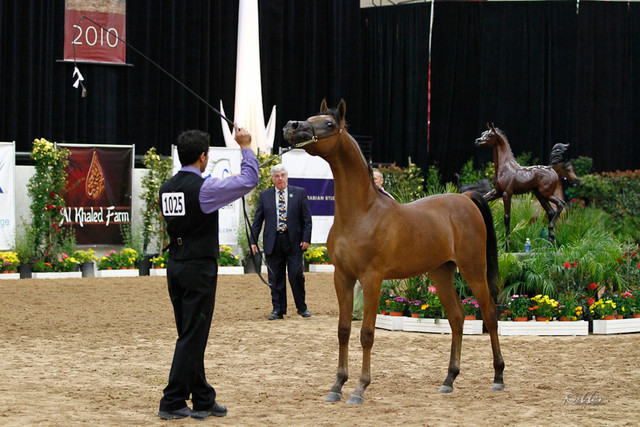 2011 Arabian Breeders World Cup | Kidder