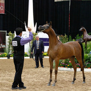 2011 Arabian Breeders World Cup | Kidder