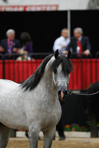 2011 Arabian Breeders World Cup | Kidder