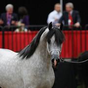2011 Arabian Breeders World Cup | Kidder