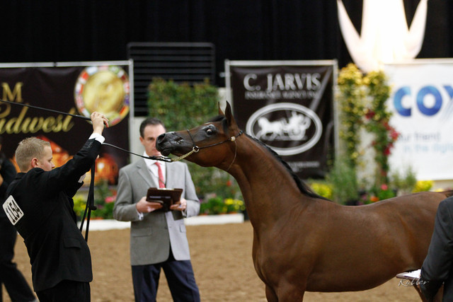 2011 Arabian Breeders World Cup | Kidder