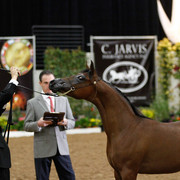 2011 Arabian Breeders World Cup | Kidder