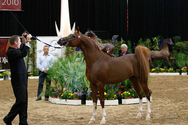 2011 Arabian Breeders World Cup | Kidder