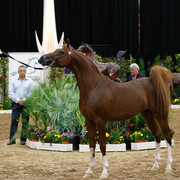 2011 Arabian Breeders World Cup | Kidder