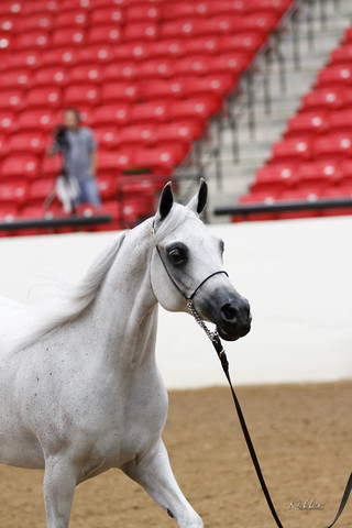 2011 Arabian Breeders World Cup | Kidder