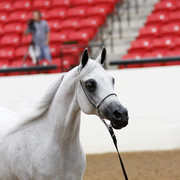 2011 Arabian Breeders World Cup | Kidder