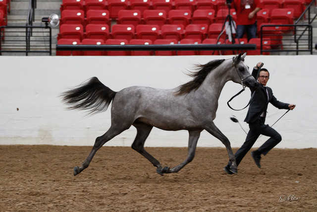 2011 Arabian Breeders World Cup | Kidder