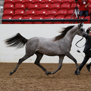 2011 Arabian Breeders World Cup | Kidder