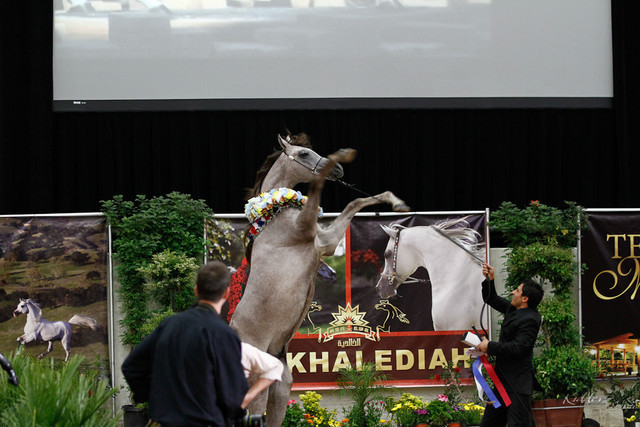 2011 Arabian Breeders World Cup | Kidder