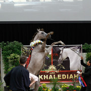 2011 Arabian Breeders World Cup | Kidder