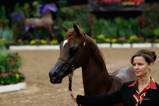 2011 Arabian Breeders World Cup | Kidder