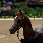 2011 Arabian Breeders World Cup | Kidder