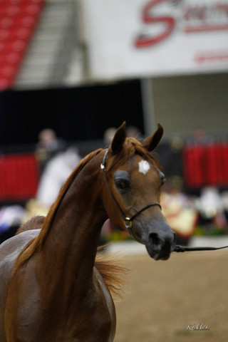 2011 Arabian Breeders World Cup | Kidder