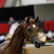 2011 Arabian Breeders World Cup | Kidder