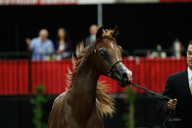 2011 Arabian Breeders World Cup | Kidder