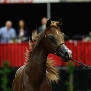 2011 Arabian Breeders World Cup | Kidder