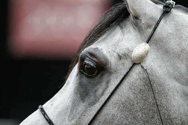 2011 Arabian Breeders World Cup | Kidder