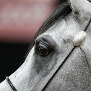 2011 Arabian Breeders World Cup | Kidder