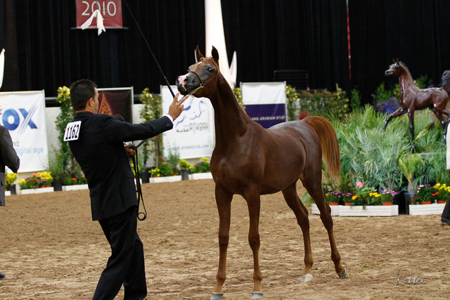 2011 Arabian Breeders World Cup | Kidder