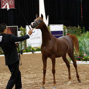 2011 Arabian Breeders World Cup | Kidder