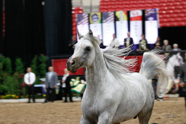 2011 Arabian Breeders World Cup | Kidder