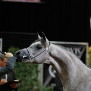 2011 Arabian Breeders World Cup | Kidder
