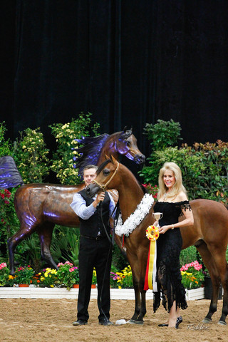 2011 Arabian Breeders World Cup | Kidder