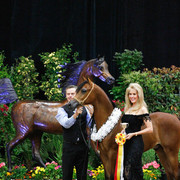 2011 Arabian Breeders World Cup | Kidder