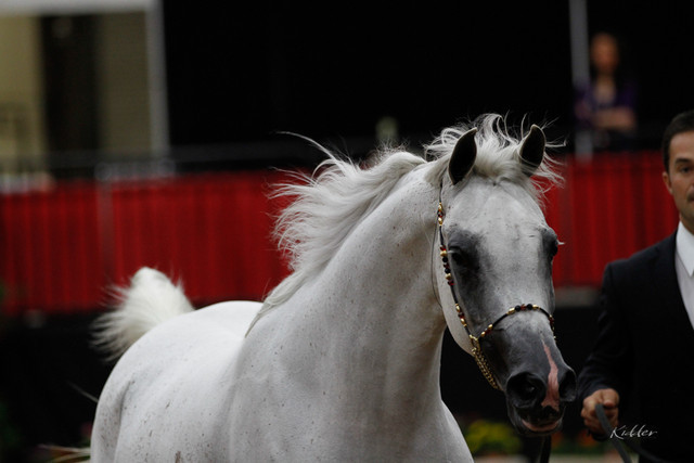 2011 Arabian Breeders World Cup | Kidder