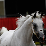 2011 Arabian Breeders World Cup | Kidder