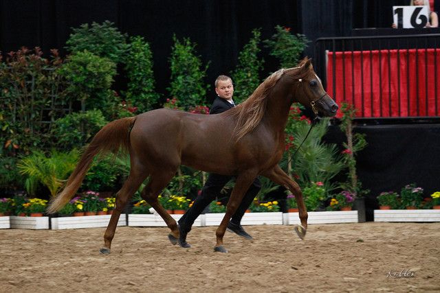 2011 Arabian Breeders World Cup | Kidder