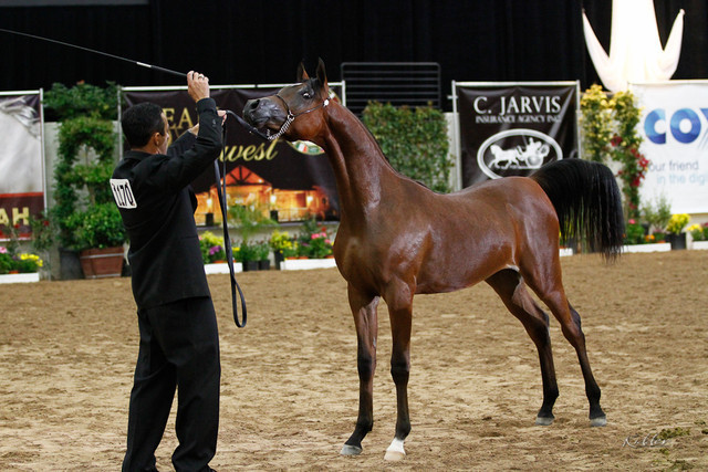2011 Arabian Breeders World Cup | Kidder