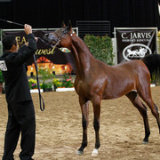 2011 Arabian Breeders World Cup | Kidder