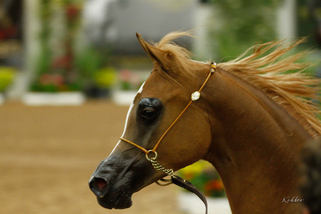 2011 Arabian Breeders World Cup | Kidder